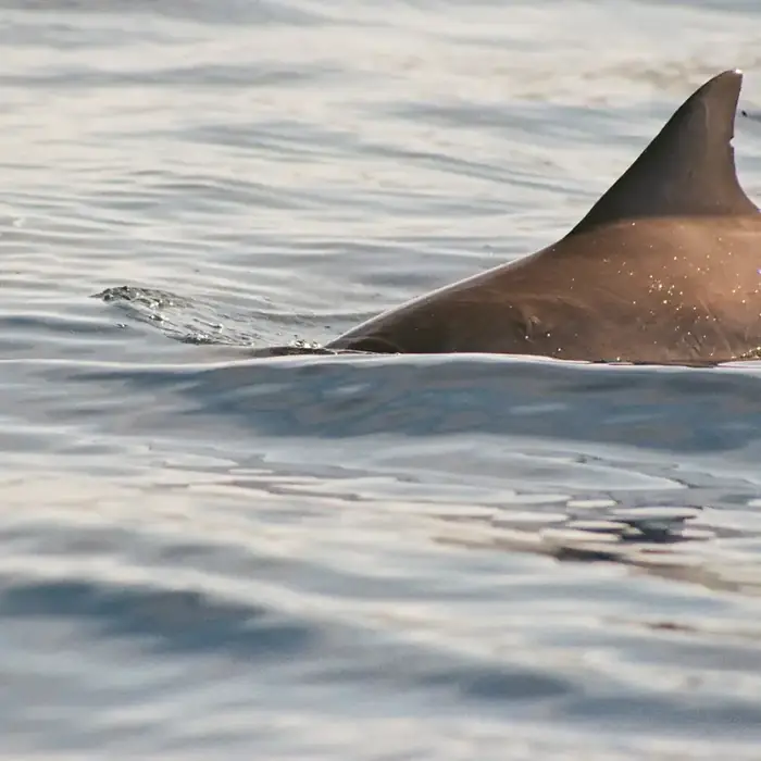 Aileron de dauphin à la surface, au large de l'île Maurice
