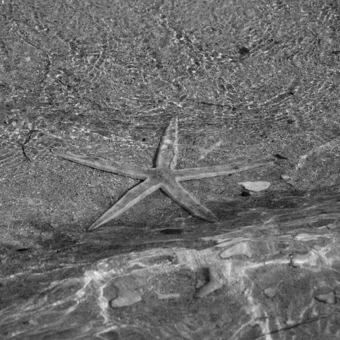 Étoile de mer dans le lagon, en noir et blanc